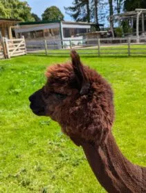 Alpaca Trekking