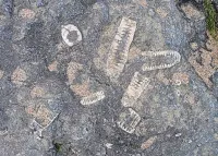 Northumbrian Earth