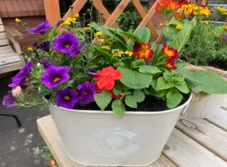Petal ‘n’ Paint Creations