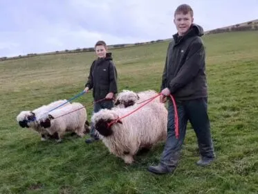 Sheep Trekking